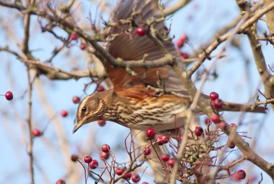 Redwing