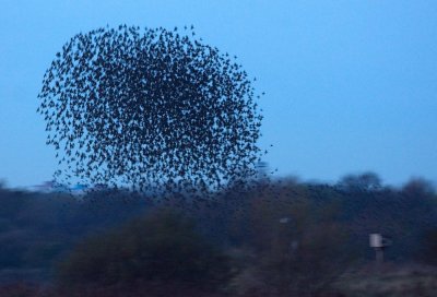 Starling roost