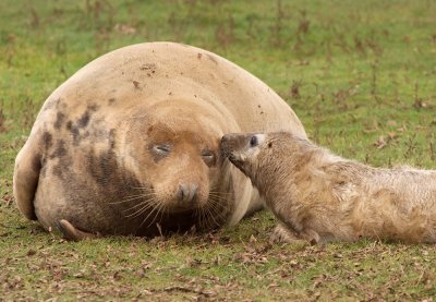 Atlantic Grey Seal