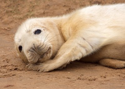 Atlantic Grey Seal