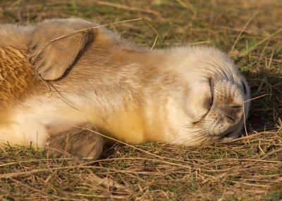 Atlantic Grey Seal