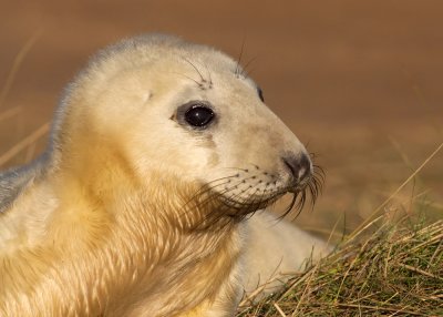 Atlantic Grey Seal