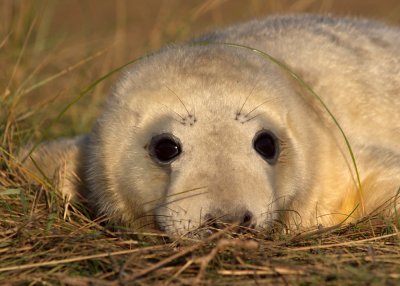 Atlantic Grey Seal