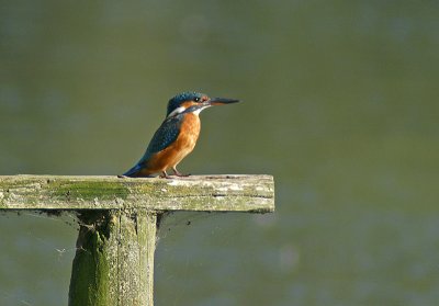 Common Kingfisher