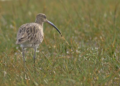 Curlew