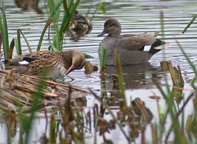 Gadwall