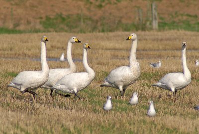 Whooper Swans