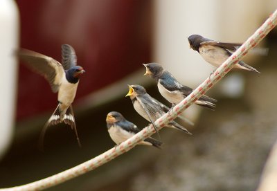 Swallows