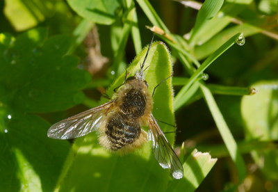 Bee-Fly