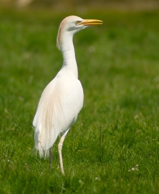 cattle_egrets
