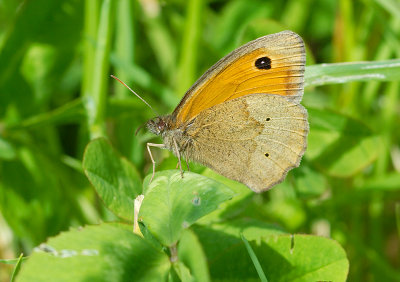 Meadow Brown