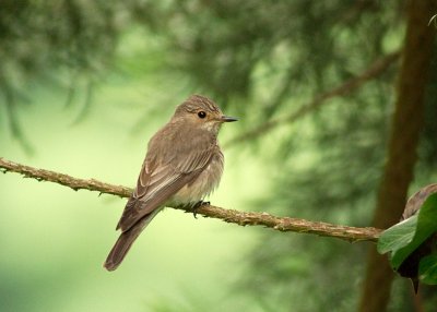 Spotted Flycatcher