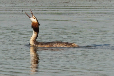 Great Crested Grebe