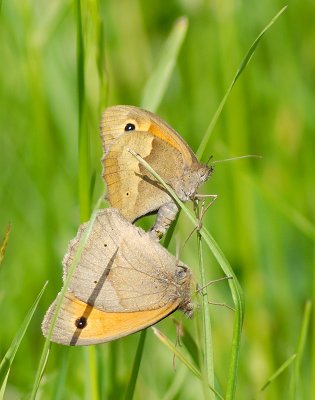 Meadow Brown