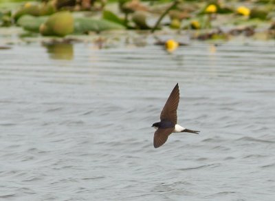 House Martin