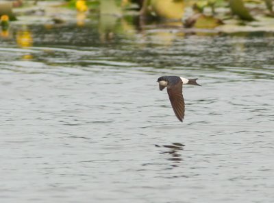 House Martin