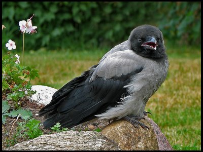 Hooded Crow, juvenile - Skatunge .jpg