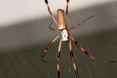 Golden Silk Spider 080208 005r.jpg