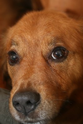Jasper