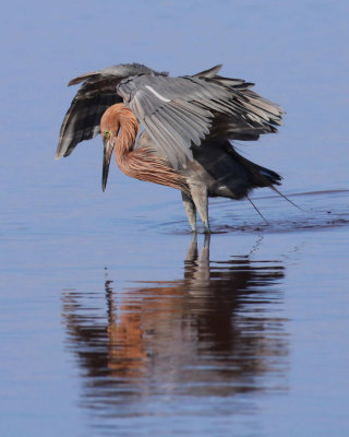 Reddish Egret