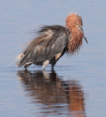 Reddish Egret