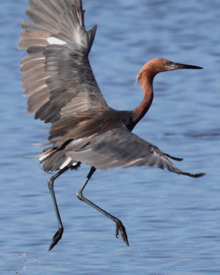 Reddish Egret