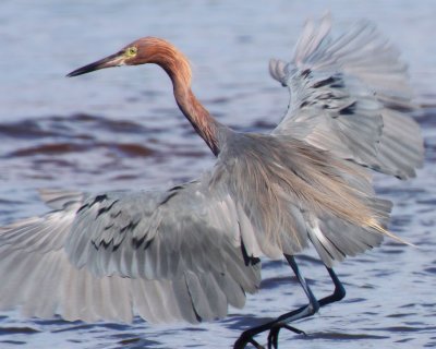 Reddish Egret