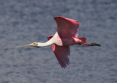 Roseate Spoonbill