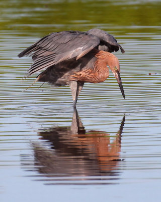 Reddish Egret