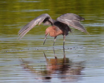 Reddish Egret