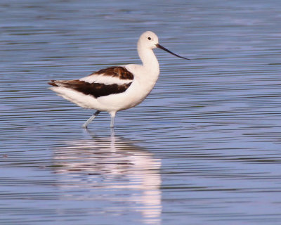 American Avocet