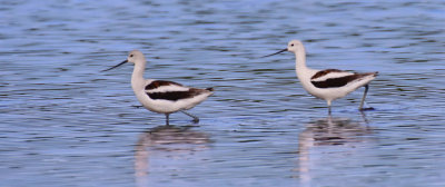 American Avocet