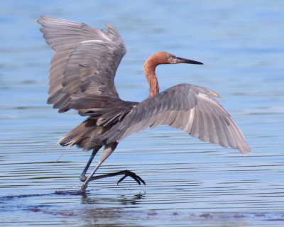 Reddish Egret