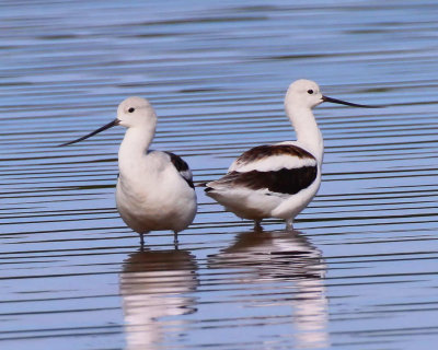 American Avocet