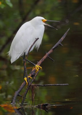 Snowy Egret