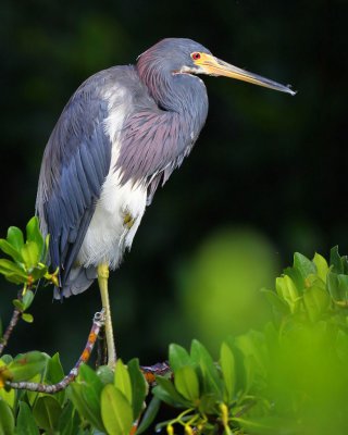 Tri-Colored Heron