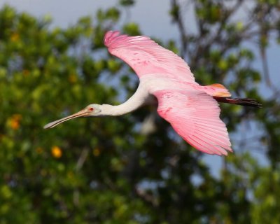 Roseate Spoonbill