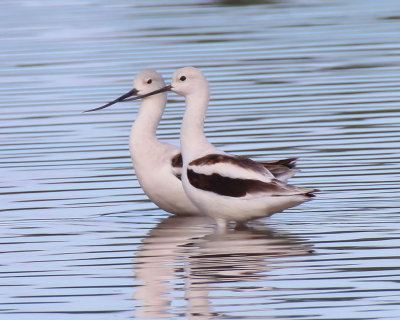 American Avocet