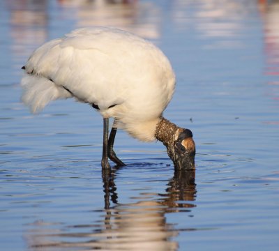 Wood Stork