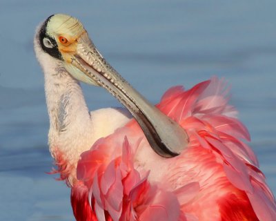 Roseate Spoonbill