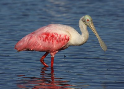Roseate Spoonbill