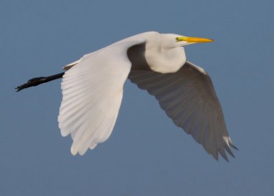Great Egret