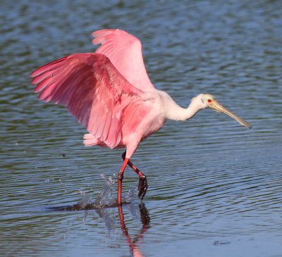 Roseate Spoonbill