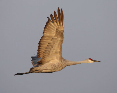 Sandhill Crane