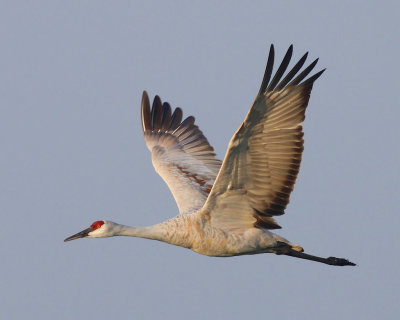 Sandhill Crane