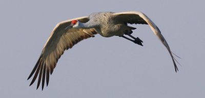 Sandhill Crane