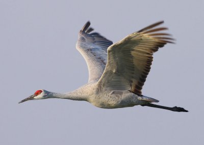 Sandhill Crane