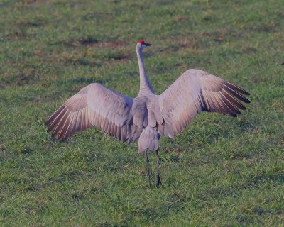 Sandhill Crane Dancing