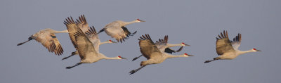 Sandhill Cranes