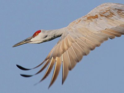 Sandhill Crane